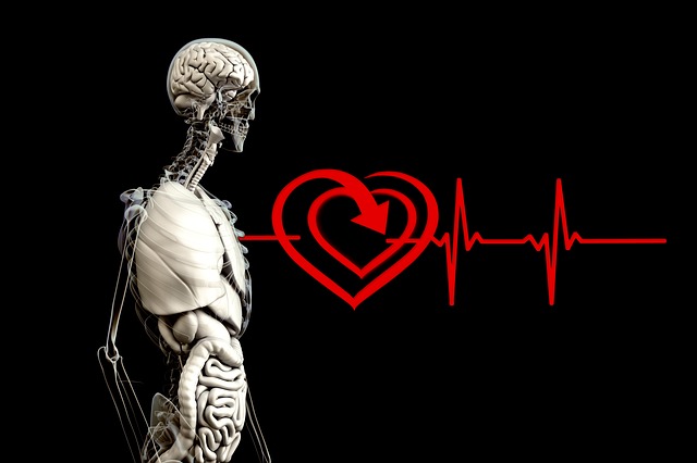 Can Your Heart Predict the Future anatomy