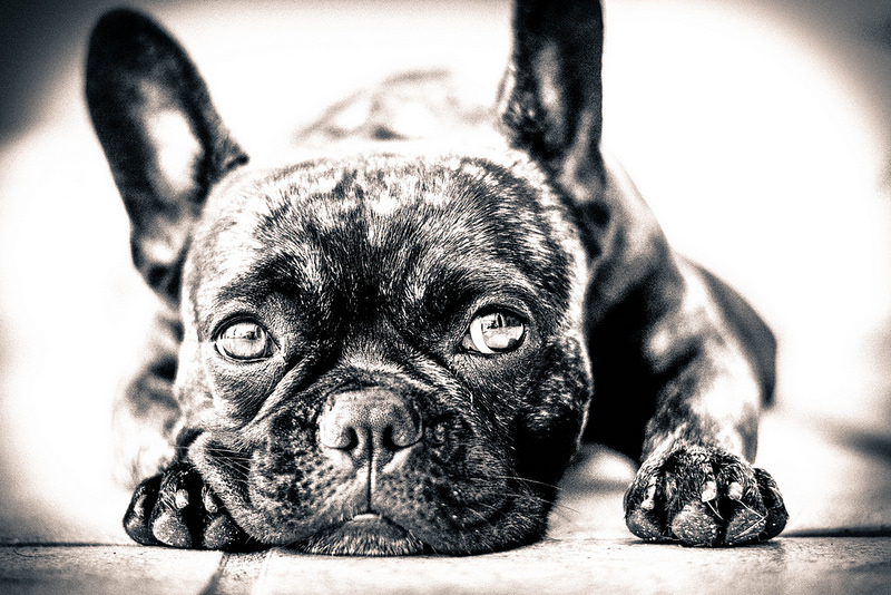 3 Mental Health Benefits from Owning a Dog