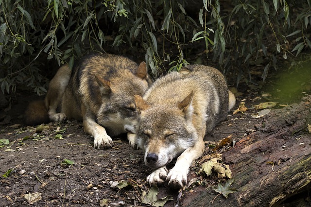 “Women Who Run with the Wolves” by C.P. Estés: Reclaiming Our Instinctual Nature [BOOK REVIEW]