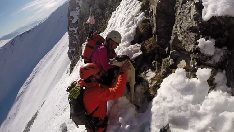 The Alpinist Dog Who Got Lucky After Being Stranded  and Freezing for 24&nbsp;Hours