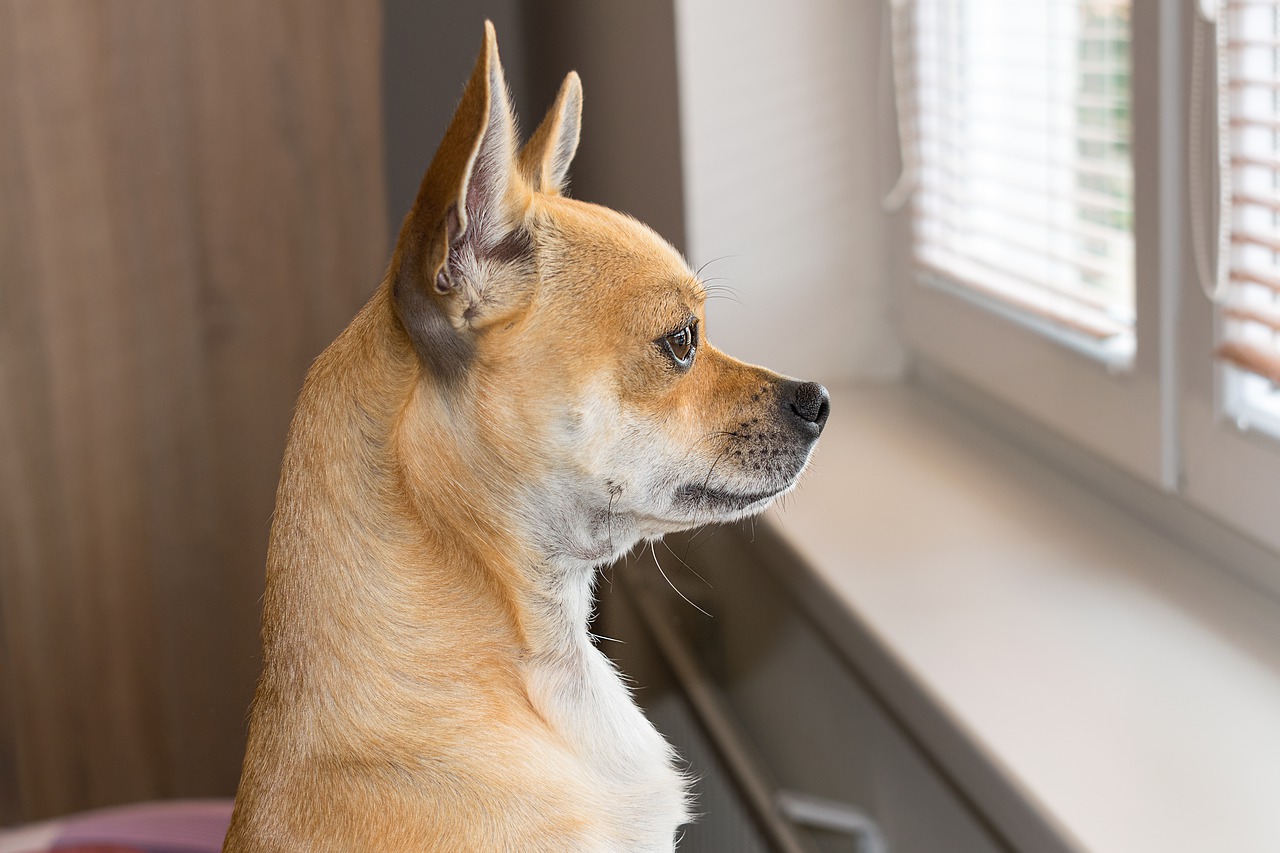 5 Ways to Help Your Dog Thrive if You Need to Stay at Home