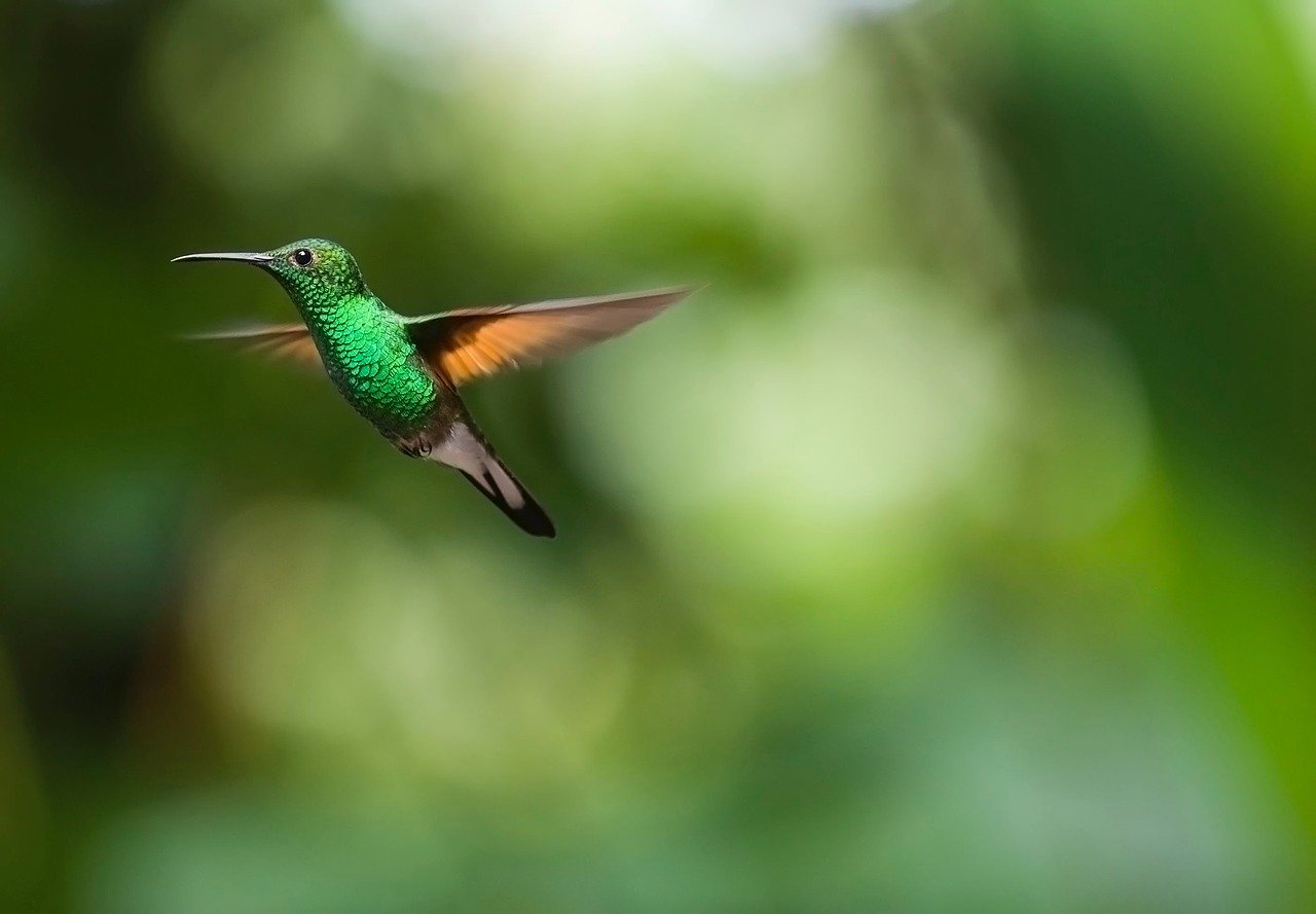 A Snoring Hummingbird Totally Deserving of Its Own Blog Post